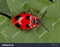 Attēlu rezultāti vaicājumam “Endomychus coccineus”