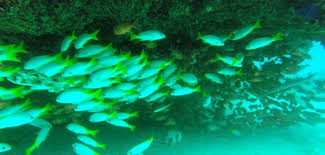 Image result for Harlow Sub-Aqua Club