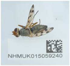 Attēlu rezultāti vaicājumam “Tetanops myopina”