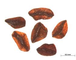 Attēlu rezultāti vaicājumam “Androsace septentrionalis fruit”