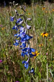 Image result for Gaillardia amblyodon