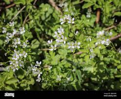 Attēlu rezultāti vaicājumam “Cardamine amara”