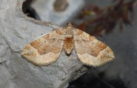 Attēlu rezultāti vaicājumam “Pelurga comitata”