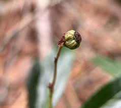 Attēlu rezultāti vaicājumam “Chimaphila umbellata fruit”