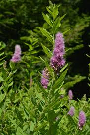 Attēlu rezultāti vaicājumam “Spiraea salicifolia”