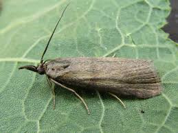 Attēlu rezultāti vaicājumam “Hypochalcia ahenella”