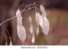 Attēlu rezultāti vaicājumam “Lunaria rediviva fruit”