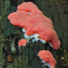 Attēlu rezultāti vaicājumam “Dictydiaethalium plumbeum spores”