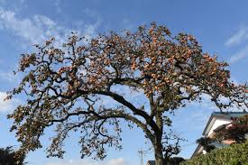 「柿の木利江」の画像検索結果