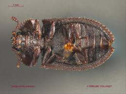 Attēlu rezultāti vaicājumam “Trogossitidae”