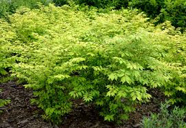 Attēlu rezultāti vaicājumam “Euonymus verrucosus”