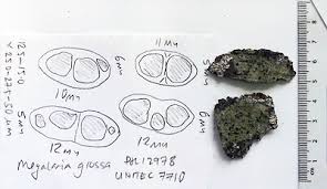 Attēlu rezultāti vaicājumam “Megalaria grossa”