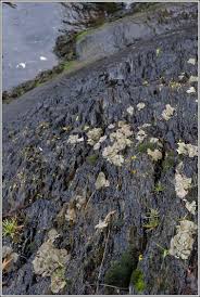 Attēlu rezultāti vaicājumam “Dermatocarpon miniatum”