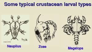 Attēlu rezultāti vaicājumam “Crustacea”
