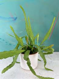 Attēlu rezultāti vaicājumam “Arenaria procera leaf”