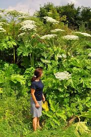 Attēlu rezultāti vaicājumam “Heracleum sosnowskyi fruit”