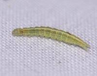 Attēlu rezultāti vaicājumam “Ypsolopha scabrella”