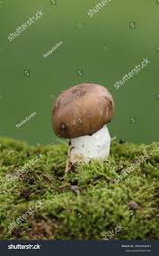 Attēlu rezultāti vaicājumam “Gomphidius glutinosus”