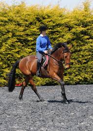 Image result for Thames Valley Riding Club