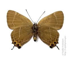 Attēlu rezultāti vaicājumam “Satyrium w-album”