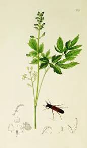 Attēlu rezultāti vaicājumam “Hylecoetus dermestoides male”