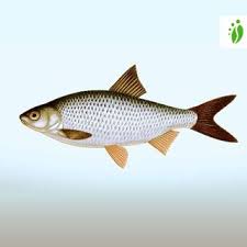 Image result for Rutilus caspicus