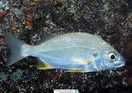 Image result for Pomadasys commersonnii