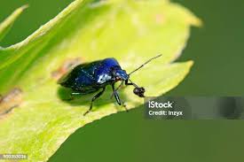 Attēlu rezultāti vaicājumam “Zicrona caerulea”