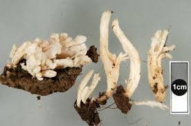 Attēlu rezultāti vaicājumam “Clavulina rugosa”