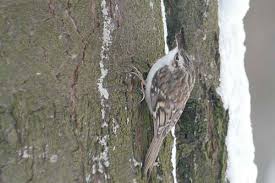 Attēlu rezultāti vaicājumam “Certhia familiaris adult”