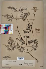 Attēlu rezultāti vaicājumam “Peucedanum palustre”