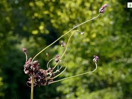 Attēlu rezultāti vaicājumam “Allium scorodoprasum bud”