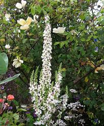 Attēlu rezultāti vaicājumam “Verbascum”