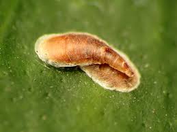 Attēlu rezultāti vaicājumam “Lepidosaphes ulmi imago”