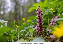 Attēlu rezultāti vaicājumam “Lathraea squamaria flower”