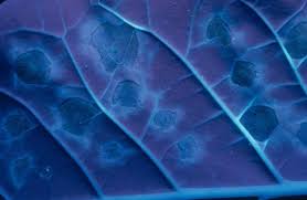 Attēlu rezultāti vaicājumam “Physarum obscurum sessile”