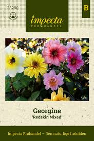 Image result for Dahlia x pinnata `Redskin`