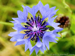 Attēlu rezultāti vaicājumam “Cyanus segetum”