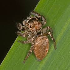 Attēlu rezultāti vaicājumam “Evarcha falcata”