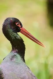 Attēlu rezultāti vaicājumam “Ciconia nigra”