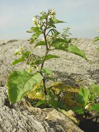 Attēlu rezultāti vaicājumam “Solanum nigrum”