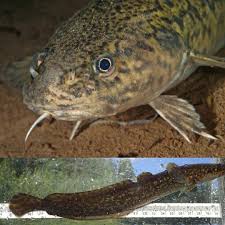 Image result for Lota lota