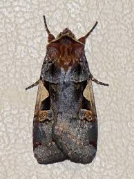 Attēlu rezultāti vaicājumam “Xestia c-nigrum”