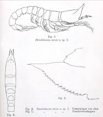 Attēlu rezultāti vaicājumam “Sorex sp.”