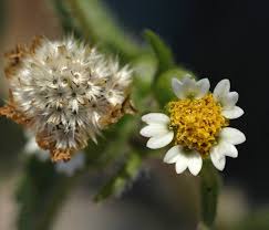Attēlu rezultāti vaicājumam “Galinsoga quadriradiata flower”