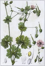 Attēlu rezultāti vaicājumam “Geranium pyrenaicum flower”