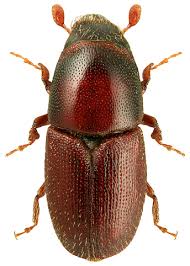 Attēlu rezultāti vaicājumam “Scolytus ratzeburgi”