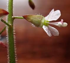 Attēlu rezultāti vaicājumam “Circaea lutetiana bud”