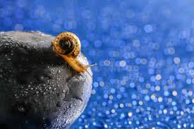 Attēlu rezultāti vaicājumam “Fruticola fruticum”