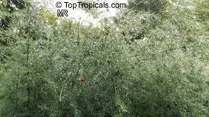 Attēlu rezultāti vaicājumam “Asparagus officinalis”